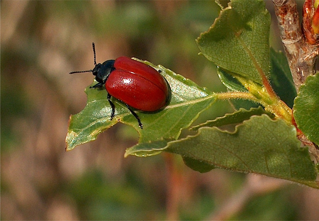 Chrysomela populi?